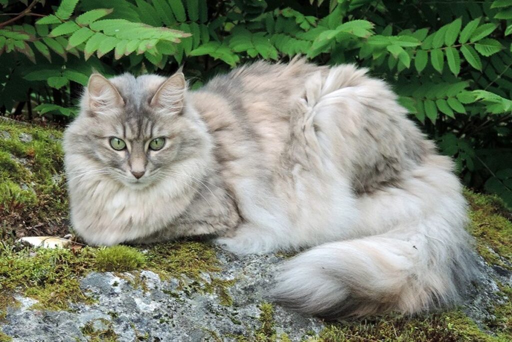 kucing anggora