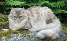 kucing anggora