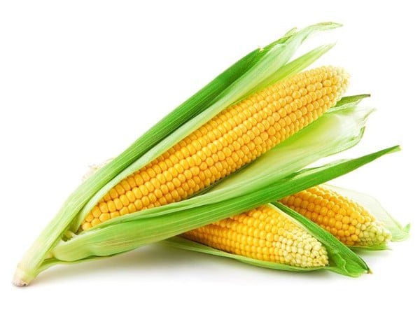tumbuhan jagung