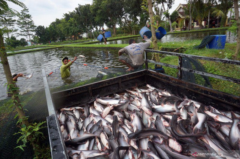 ikan patin indonesia