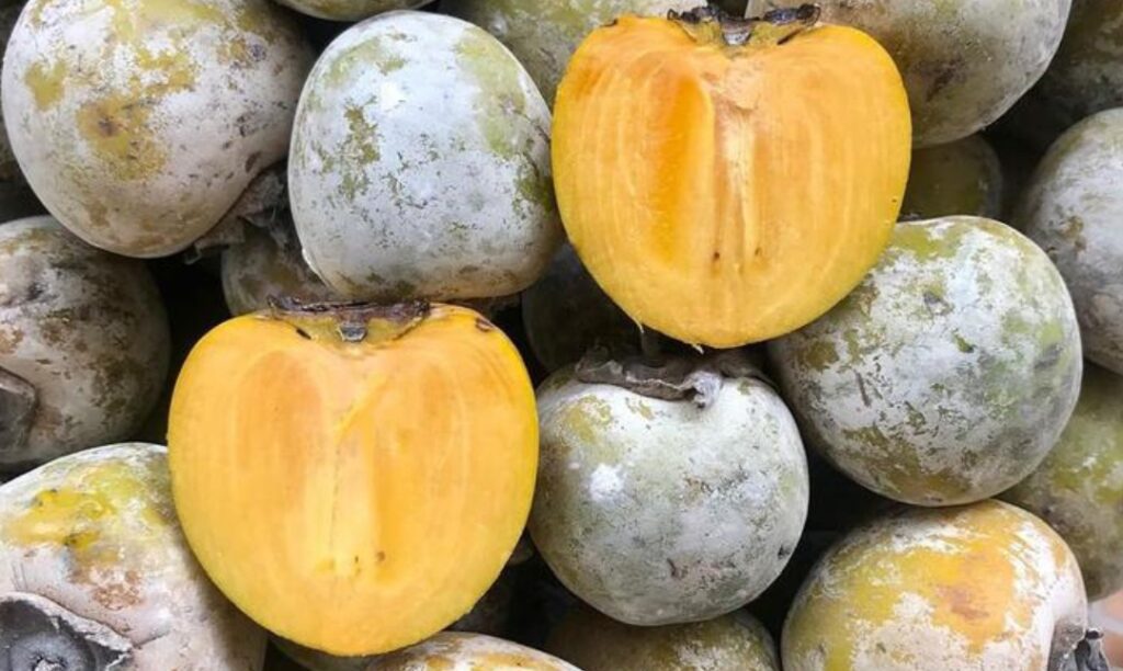 jual buah kesemek