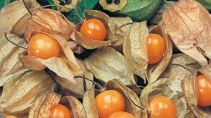 ceplukan makanan indonesia